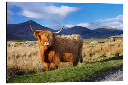 Aluminium print Highland Cattle