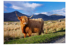 Foam board print Highland Cattle