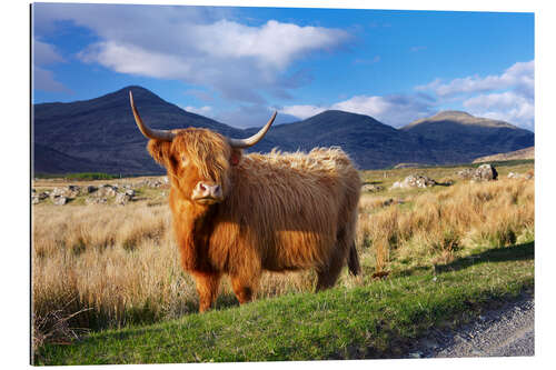 Galleriprint Highland Cattle