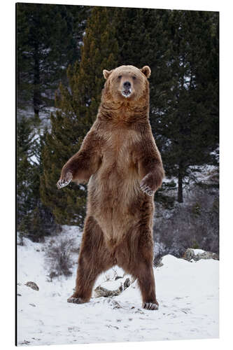 Alubild Grizzlybär im Schnee