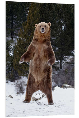 PVC-tavla Grizzly bear in the snow