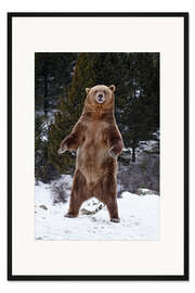 Gerahmter Kunstdruck Grizzlybär im Schnee