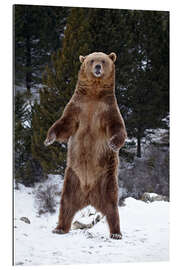 Galleriprint Grizzly bear in the snow