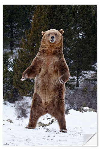 Naklejka na ścianę Grizzly bear in the snow