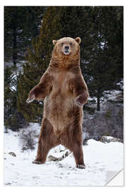 Sisustustarra Grizzly bear in the snow