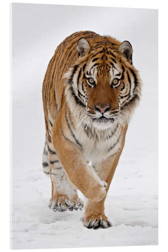 Akrylbilde Siberian Tiger in the snow