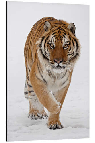 Aluminiumtavla Siberian Tiger in the snow