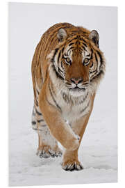 Stampa su PVC Siberian Tiger in the snow