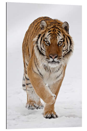 Gallery print Siberian Tiger in the snow