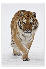 Poster  Tigre de Sibérie dans la neige - James Hager