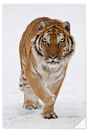 Selvklebende plakat Siberian Tiger in the snow