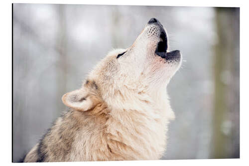 Aluminiumtavla Wolf howling in the forest