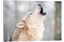 Gallery print Wolf howling in the forest