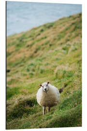 Aluminium print Thick sheep, Heimaey Island