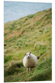 Foam board print Thick sheep, Heimaey Island