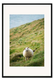 Gerahmter Kunstdruck Dickes Schaf, Heimaey Island