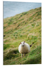 Gallery print Thick sheep, Heimaey Island