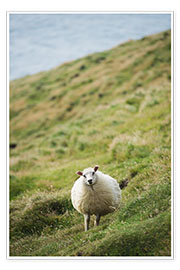 Póster  Thick sheep, Heimaey Island - Christian Kober