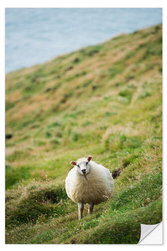 Autocolante decorativo Thick sheep, Heimaey Island