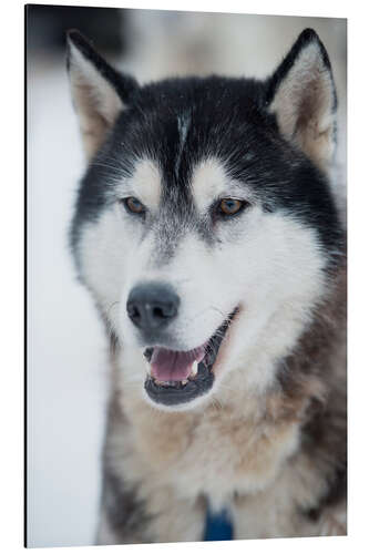 Aluminiumtavla Husky portrait