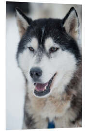 Foam board print Husky portrait