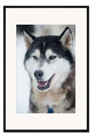 Gerahmter Kunstdruck Husky Porträt