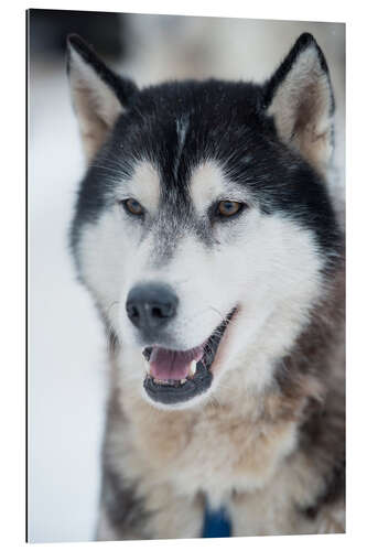 Galleriprint Husky portrait