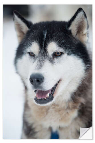 Sisustustarra Husky portrait