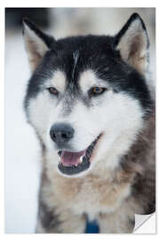 Naklejka na ścianę Husky portrait