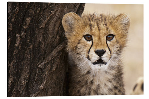 Aluminium print Cheetah (Acinonyx jubatus) cub, Masai Mara, Kenya, East Africa, Africa