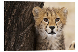 Foam board print Cheetah (Acinonyx jubatus) cub, Masai Mara, Kenya, East Africa, Africa