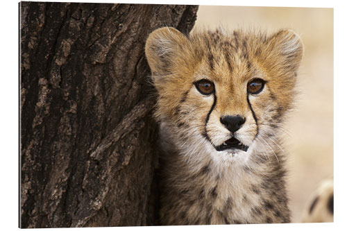 Galleriprint Cheetah (Acinonyx jubatus) cub, Masai Mara, Kenya, East Africa, Africa