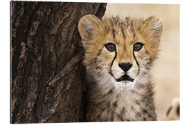 Quadro em plexi-alumínio Cheetah (Acinonyx jubatus) cub, Masai Mara, Kenya, East Africa, Africa