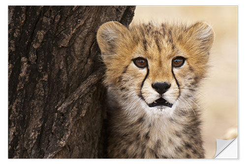 Vinilo para la pared Cheetah (Acinonyx jubatus) cub, Masai Mara, Kenya, East Africa, Africa