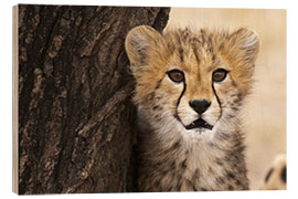 Wood print Cheetah (Acinonyx jubatus) cub, Masai Mara, Kenya, East Africa, Africa