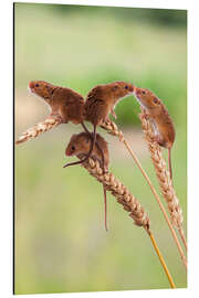 Aluminium print Four cute harvest mice