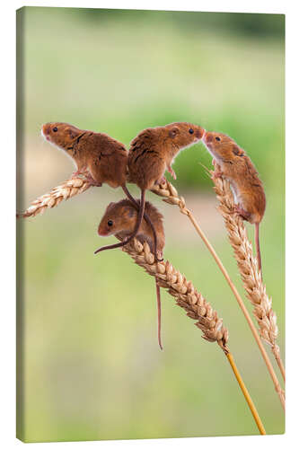 Canvas print Four cute harvest mice