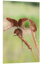 Print på skumplade Four cute harvest mice