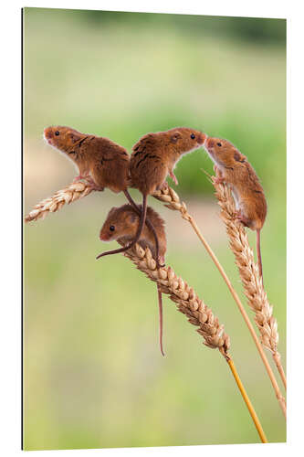 Galleritryck Four cute harvest mice