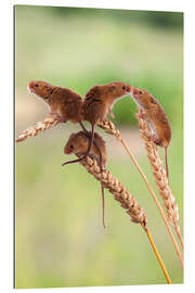 Gallery print Four cute harvest mice