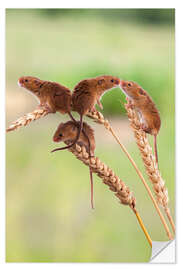 Vinilo para la pared Four cute harvest mice