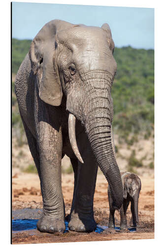 Aluminium print African elephants (Loxodonta africana) adult and baby, Addo National Park, Eastern Cape, South Afric