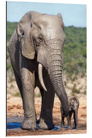 Aluminiumtavla African elephants (Loxodonta africana) adult and baby, Addo National Park, Eastern Cape, South Afric