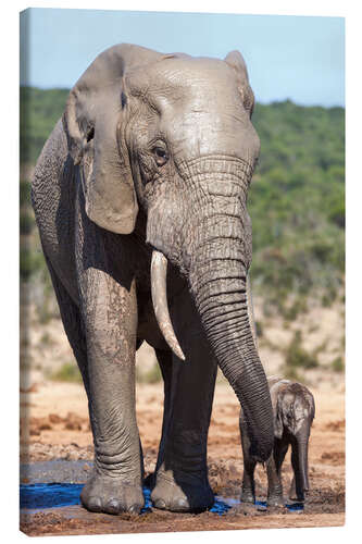 Leinwandbild African elephants (Loxodonta africana) adult and baby, Addo National Park, Eastern Cape, South Afric