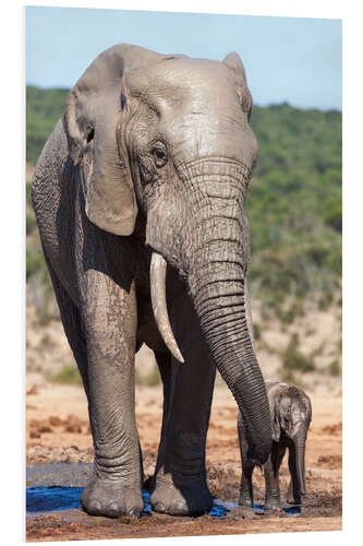 Bilde på skumplate African elephants (Loxodonta africana) adult and baby, Addo National Park, Eastern Cape, South Afric