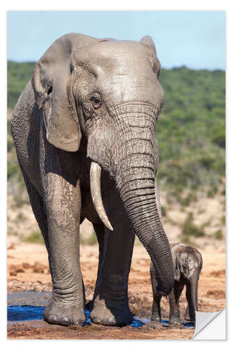 Sisustustarra African elephants (Loxodonta africana) adult and baby, Addo National Park, Eastern Cape, South Afric