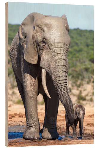 Tableau en bois Éléphants d'Afrique, Parc national d'Addo, Afrique du Sud