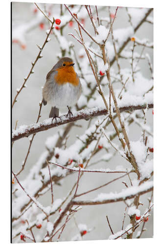 Tableau en aluminium Rouge-gorge dans la neige