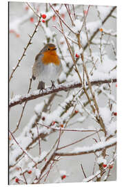 Aluminium print Robin, with berries in snow