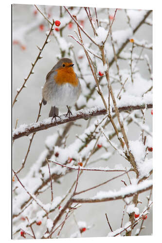 Gallery print Robin, with berries in snow